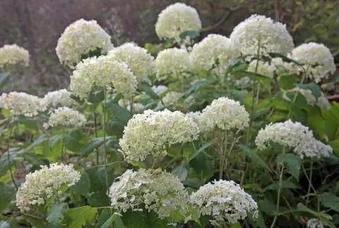 Гортензия снежная Hydrangea arborescens 'Annabelle'