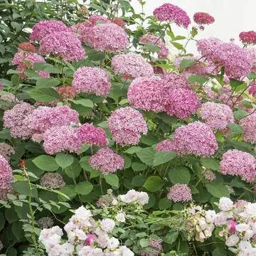 Гортензия снежная 'Pink Annabelle'