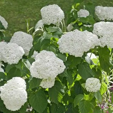 Снежная гортензия 'Incrediball'