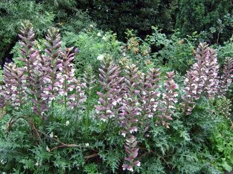 Коготь балканского медведя