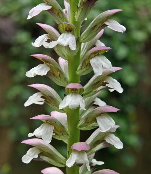 Цветы балканского медвежьего когтя