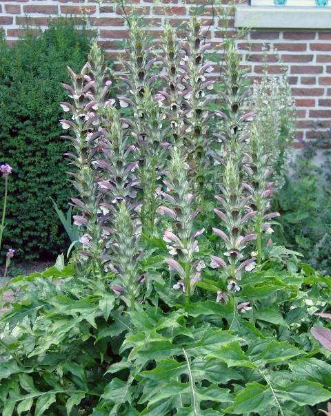 Коготь балканского медведя в уединенном положении