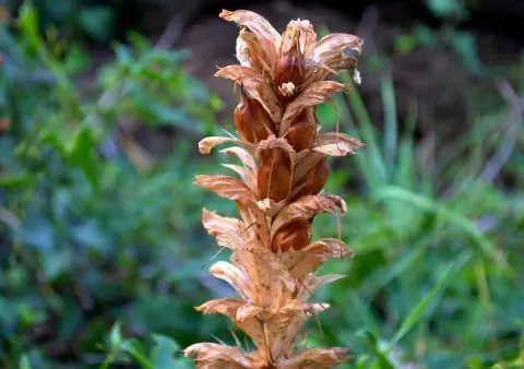 семенная головка аканта