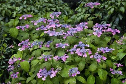 Тарелка Гортензия Розальба