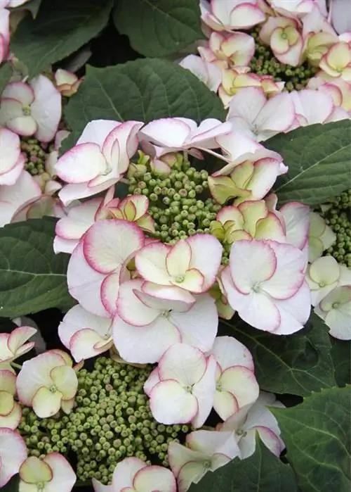 Тарелка Гортензия Hydrangea serrata Charm