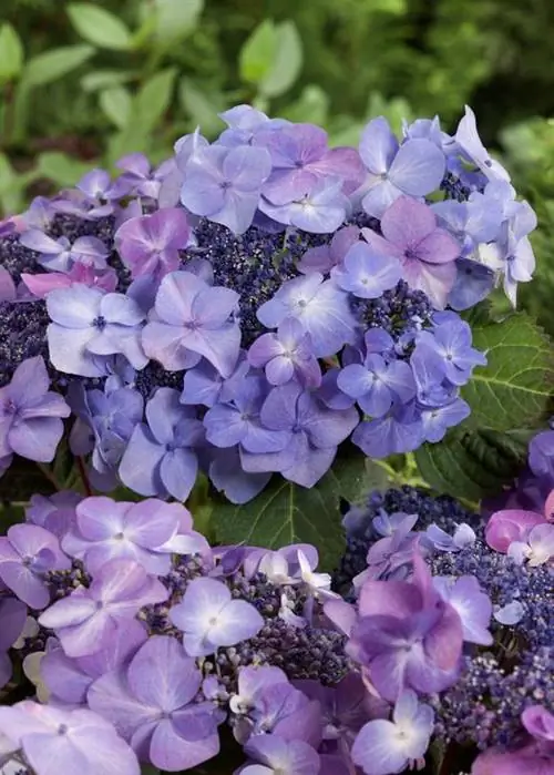 Гортензия Hydrangea serrata Твист-н-крик