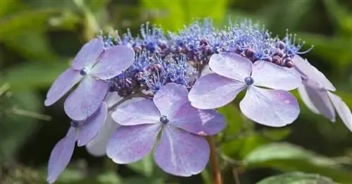 Гортензии, гортензии японские