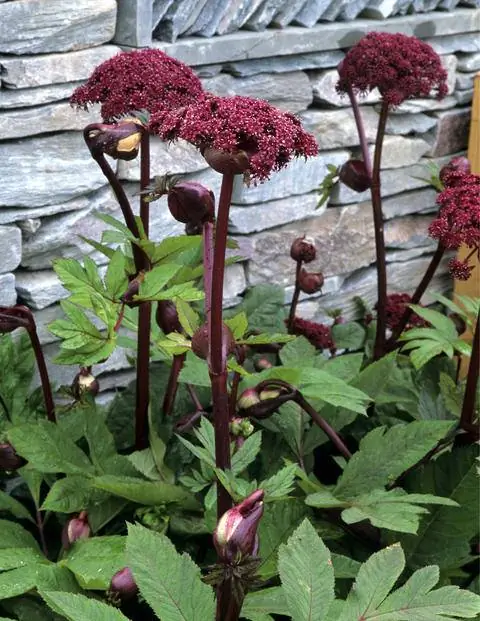 малиновые зонтичные цветки