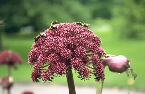 Пчелы на красном цветке дягиля