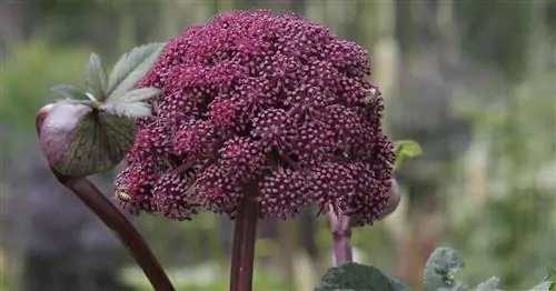 Красная Анжелика