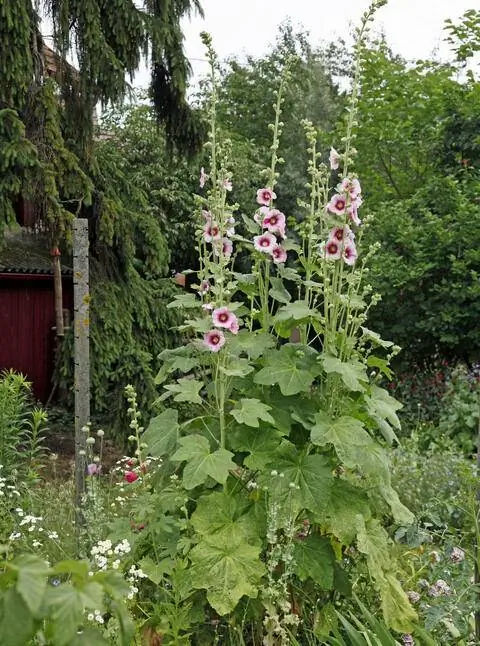 Зрелые мальвы