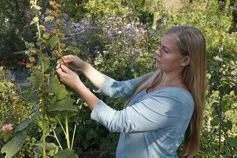 собирать семена