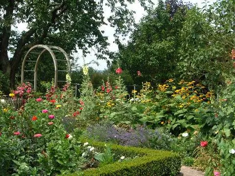 Мальва в дачном саду