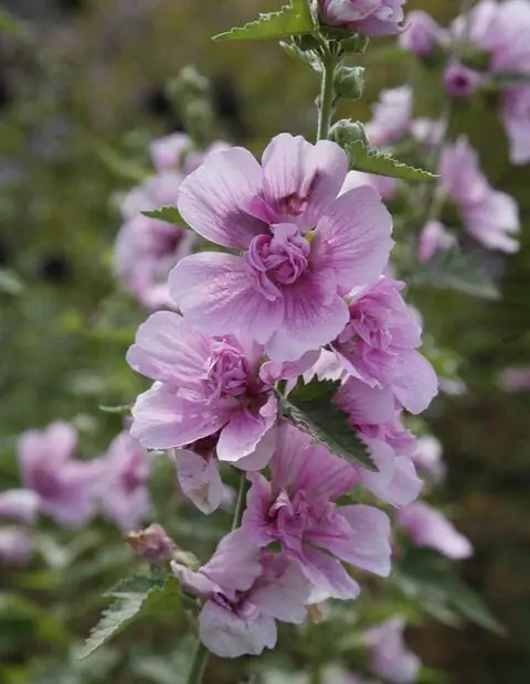 Гибрид мальвы 'Parkrondell'