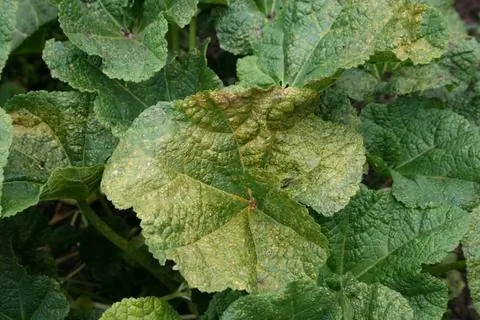 мальвовая ржавчина