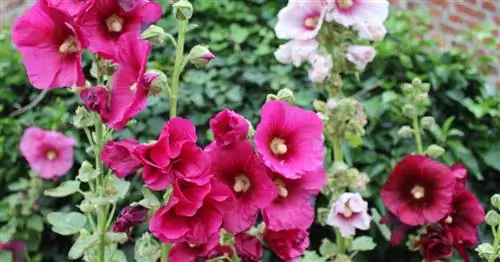 Мальва обыкновенная