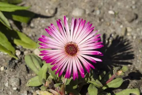 Цветущий ледяной завод