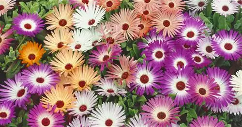 Ледяное растение