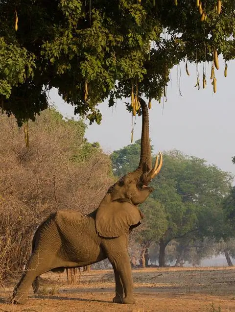 Слоны едят фрукты