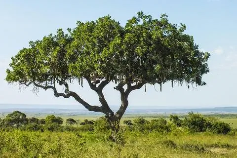 Колбасное дерево в саванне