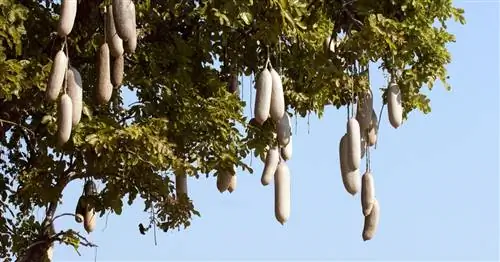 Колбасное дерево