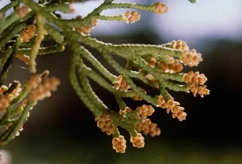 Мужской цветок кипариса