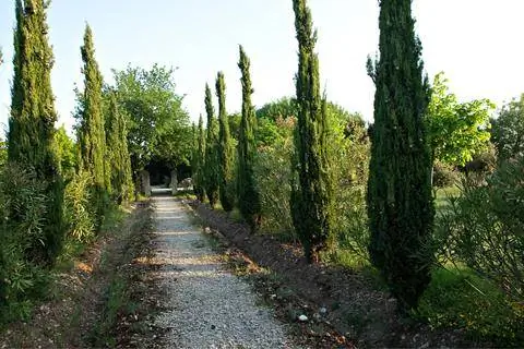 Аллея с настоящими кипарисами