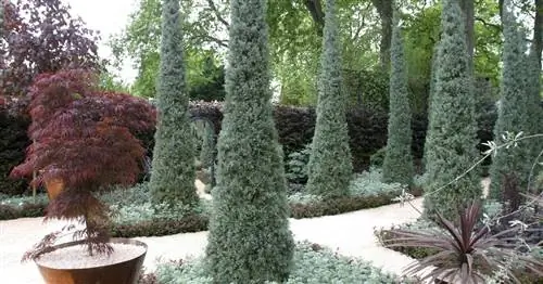 Кипарисовик обыкновенный, Кипарисовик средиземноморский