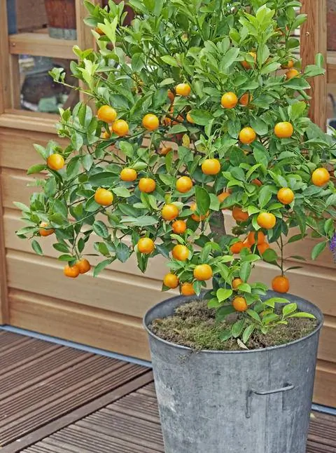 Овальный комкват в доме