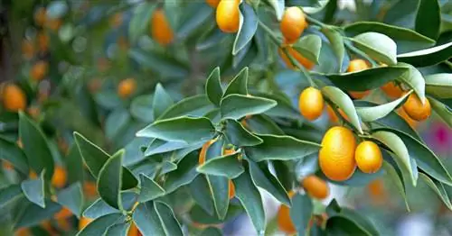 Овальный кумкват