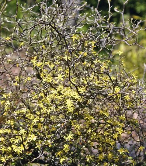 Цветы зигзагообразного кустарника