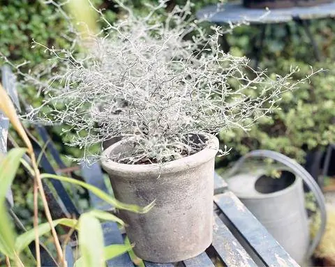 Зигзагообразный кустарник на открытом воздухе