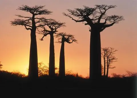 баобабы