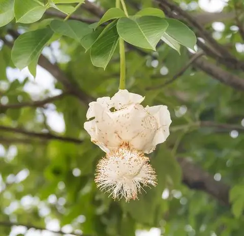 Цветок африканского баобаба (Adansonia digitata)