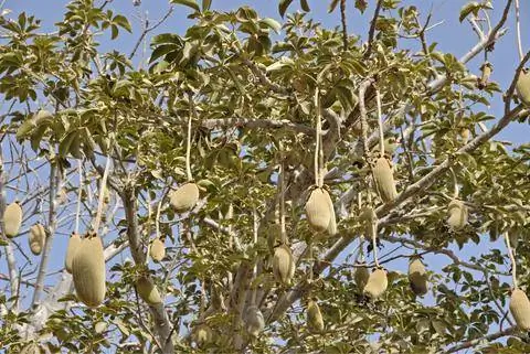 Плоды баобаба