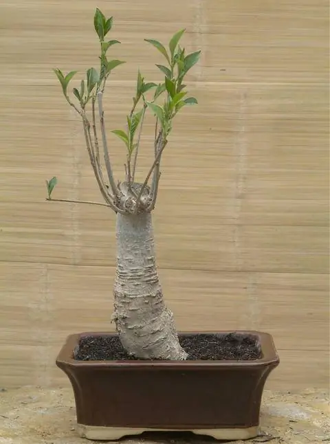 Баобаб как контейнерное растение