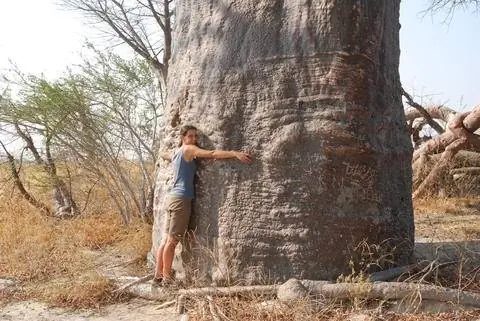 ствол баобаба