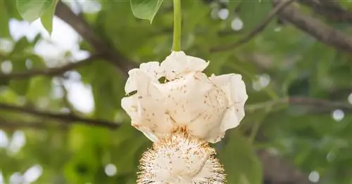 Африканский баобаб