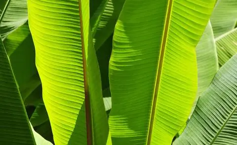 Банановый лист волокна Musa basjoo