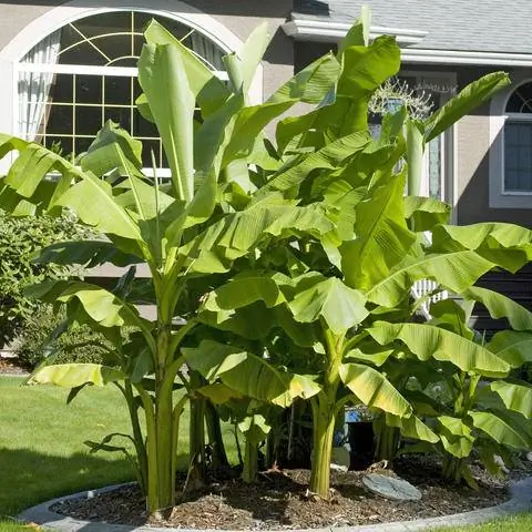 Волокнистый банан Musa basjoo в саду