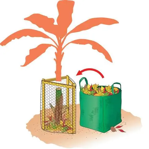 Защита бананового дерева на зиму