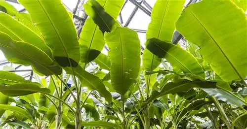 Банановое растение, японский волокнистый банан