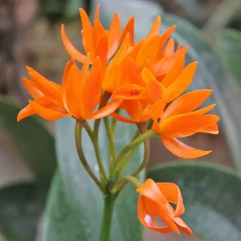 Cattleya aurantiaca ярко-оранжевого цвета
