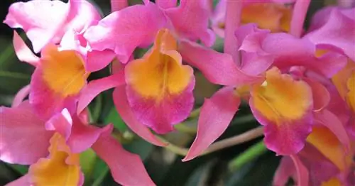 Каттлея Орхидея