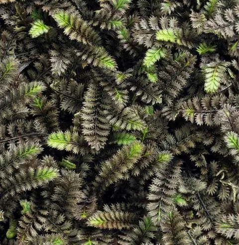 Leptinella squalida 'Черный Платта'