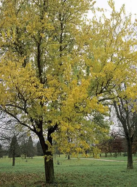 Осагедорн, молочно-апельсиновое дерево осеннего цвета