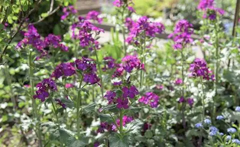 цветущий серебристый лист (Lunaria)