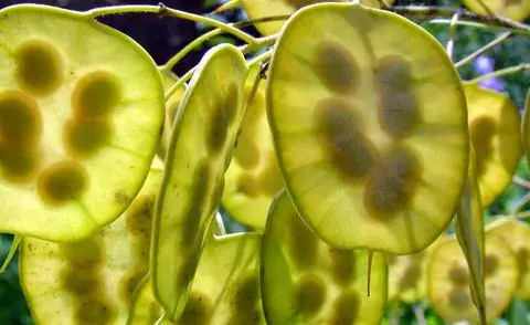 Семена лунарии