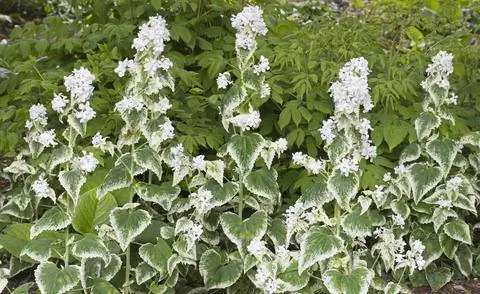 Лунария однолетняя ‘Alba Variegata’