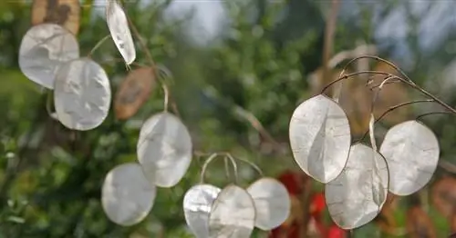 Серебряный лист